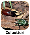 Coleotteri